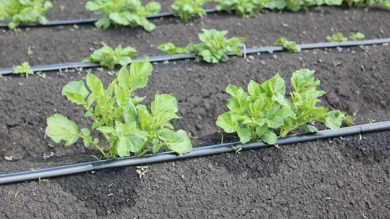 Regeln für das Gießen von Kartoffeln während der Blüte