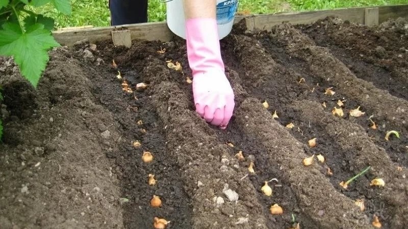 Regeln für das Pflanzen von Zwiebeln auf einer Rübe vor dem Winter