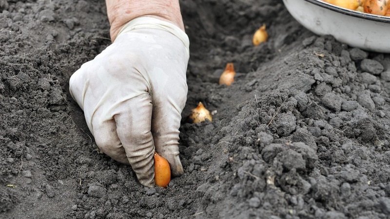 Regeln für das Pflanzen von Zwiebeln auf einer Rübe vor dem Winter