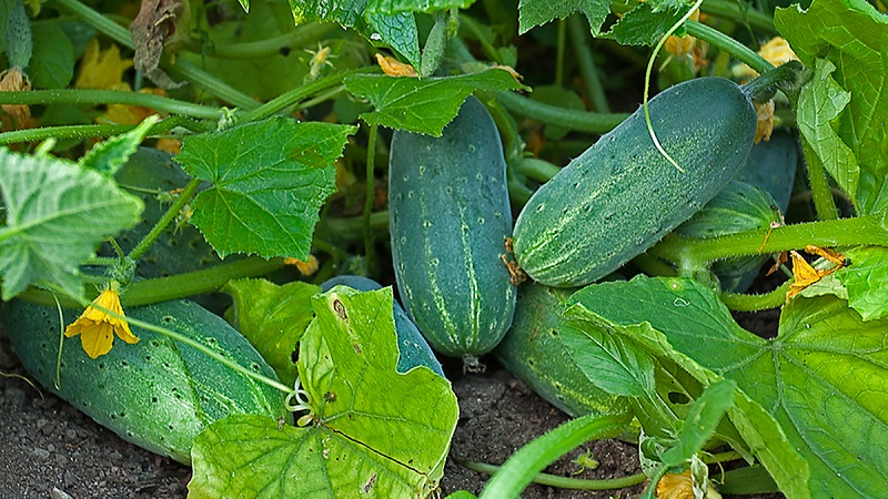 Verlängerung der Fruchtzeit von Gurken: wirksame Rezepte für die Fütterung im August