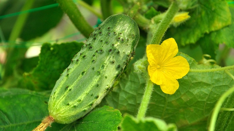 Verlängerung der Fruchtzeit von Gurken: wirksame Rezepte für die Fütterung im August