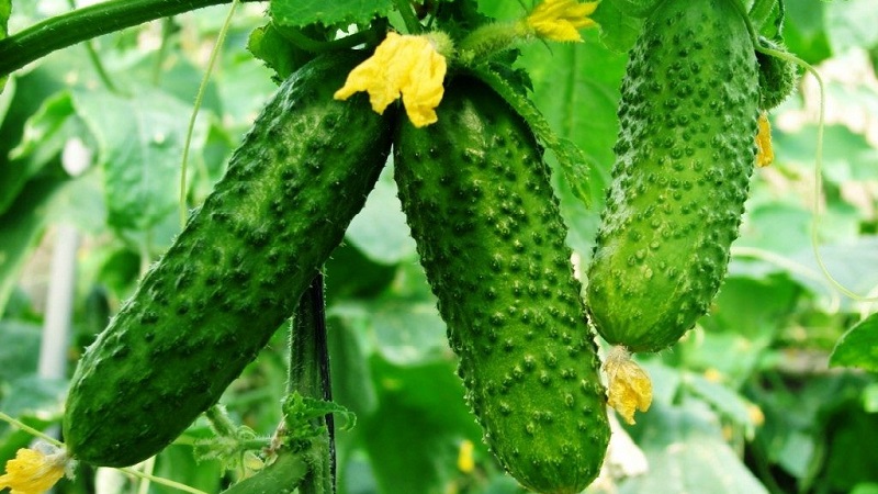 Verlängerung der Fruchtzeit von Gurken: wirksame Rezepte für die Fütterung im August