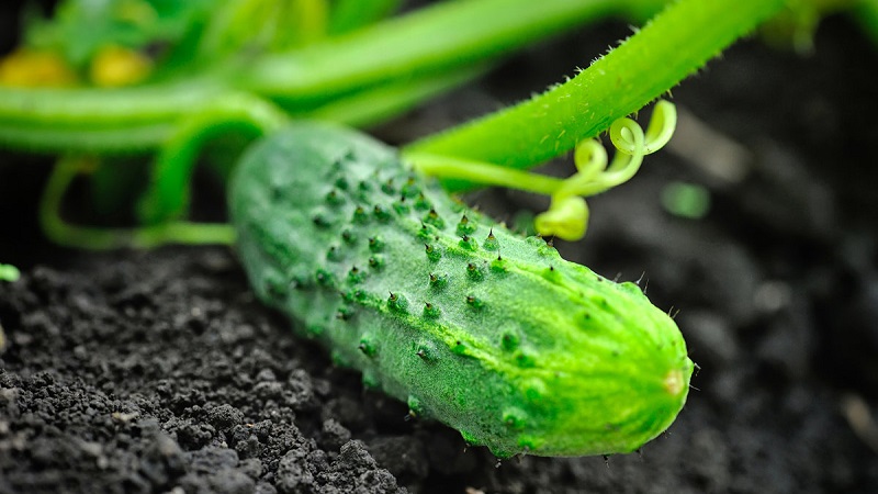 Verlängerung der Fruchtzeit von Gurken: wirksame Rezepte für die Fütterung im August