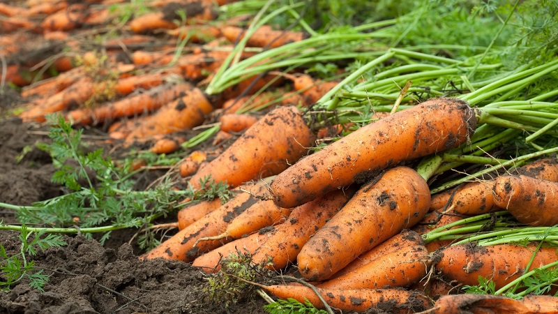 Zeitpunkt der Karottenernte in Sibirien: Wann ist der beste Zeitpunkt für die Ernte?