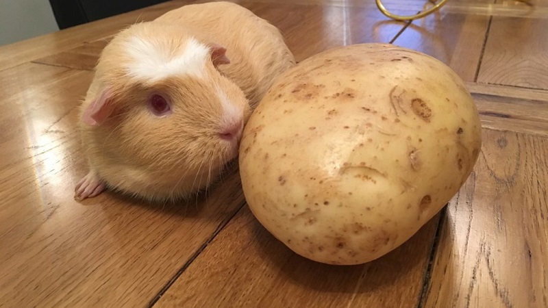 Rohe und gekochte Kartoffeln als Futter für Meerschweinchen, Hamster und Vieh