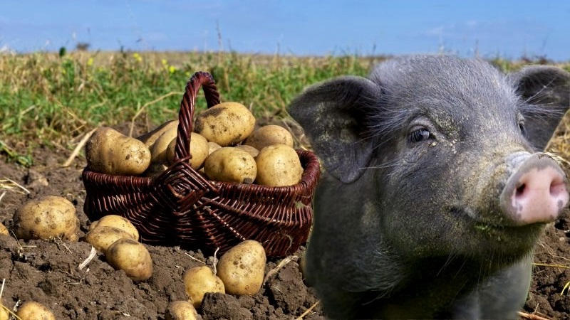 Rohe und gekochte Kartoffeln als Futter für Meerschweinchen, Hamster und Vieh