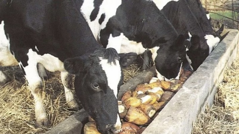 Rohe und gekochte Kartoffeln als Futter für Meerschweinchen, Hamster und Vieh