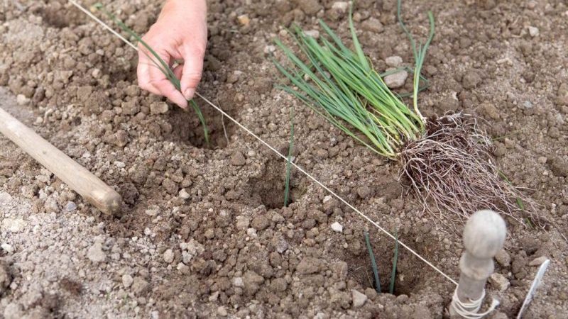 Lauch im Freien vom Pflanzen bis zur Ernte anbauen und pflegen