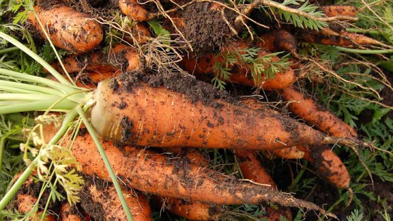 Anleitung zum Anbau von Karotten im Land für Anfänger