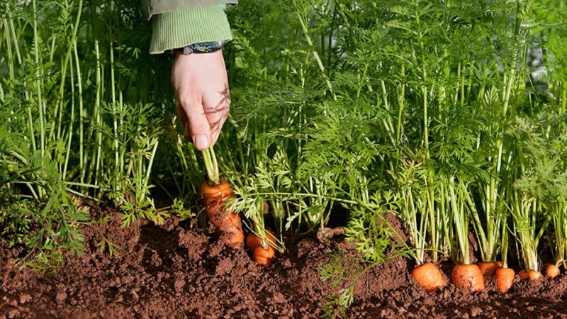 Anleitung zum Anbau von Karotten im Land für Anfänger