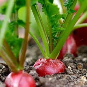 Anleitung zum Anbau von Radieschen in einem Gewächshaus im Winter zum Verkauf und die Rentabilität dieses Geschäfts