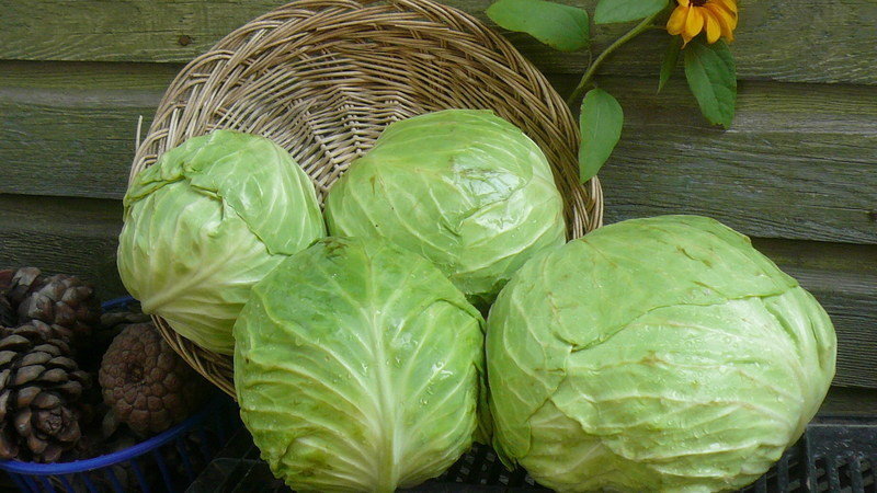 So fermentieren Sie Kohl richtig mit Kohl: Schritt für Schritt Anleitung und Rezeptoptionen