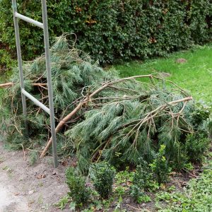 Schritt-für-Schritt-Anleitung zur richtigen Vorbereitung der Trauben für den Winter