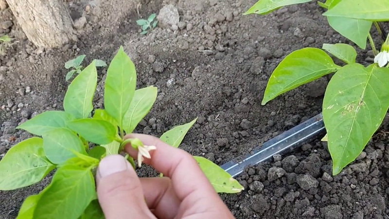 Muss ich Paprika kneifen: Vor- und Nachteile, eine Anleitung zur richtigen Bildung eines Busches