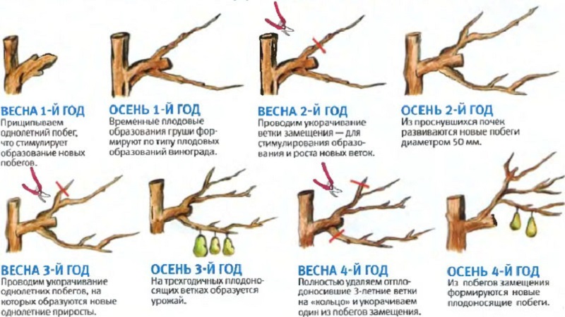 Überblick über die Birnensorten Osennyaya Yakovleva: Vor- und Nachteile, Nuancen des Wachstums