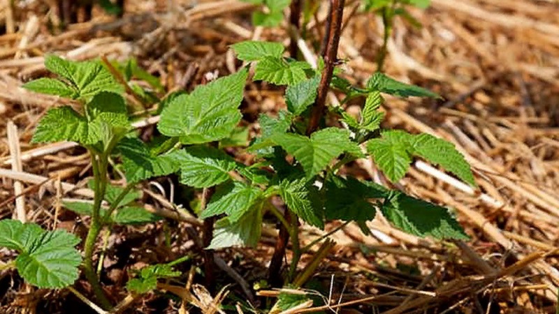 Wie man Himbeeren im Herbst richtig verarbeitet: eine Beschreibung der wichtigsten Phasen