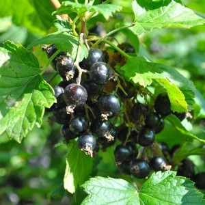 Wie und was man Johannisbeeren im Herbst düngt, um eine gute Ernte zu erzielen