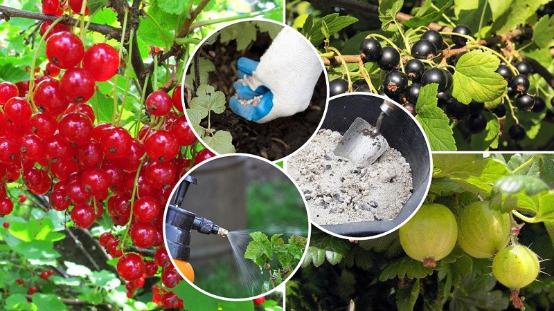 Wie man Johannisbeeren und Stachelbeeren im Frühjahr richtig füttert