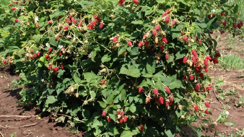 Wann ist es besser, Himbeeren in der mittleren Gasse zu pflanzen - im Frühjahr oder Herbst