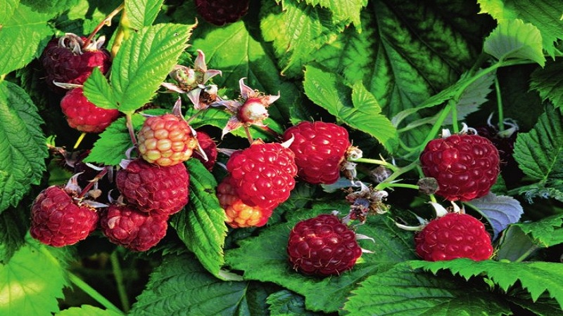 Ein Leitfaden zum Umpflanzen von Himbeeren im Herbst an einen neuen Ort für Gärtneranfänger