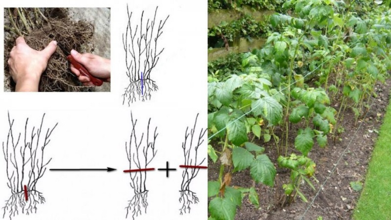 Ein Leitfaden zum Umpflanzen von Himbeeren im Herbst an einen neuen Ort für Gärtneranfänger