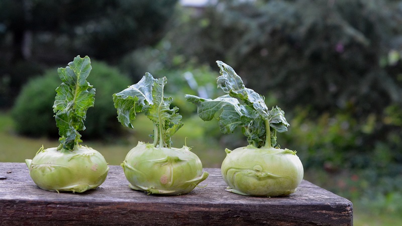 Kohlrabi-Kohl pflanzen, anbauen und pflegen