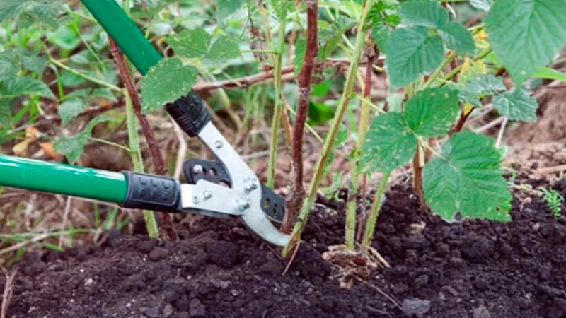 Wie man Himbeeren im Herbst richtig verarbeitet: eine Beschreibung der wichtigsten Phasen