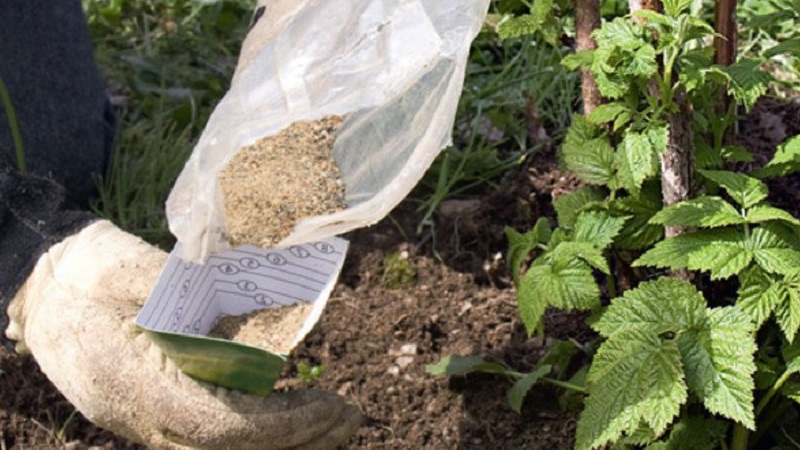 Wie man Himbeeren im Herbst richtig verarbeitet: eine Beschreibung der wichtigsten Phasen