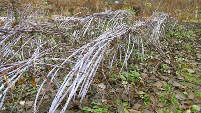 Wie man Himbeeren im Herbst richtig verarbeitet: eine Beschreibung der wichtigsten Phasen