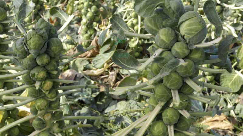 Bewährte Möglichkeiten, Rosenkohl für den Winter frisch, gefroren und in Dosen zu lagern