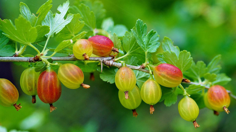 Anleitung zum Anpflanzen von Stachelbeeren im Herbst und zur weiteren Pflege