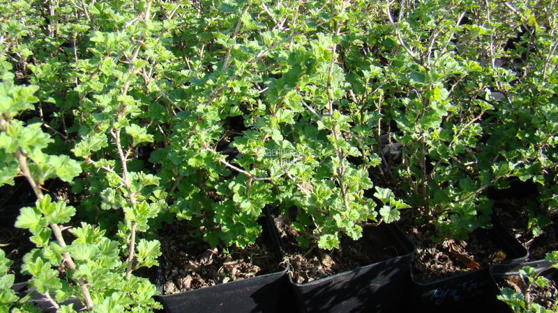 Anleitung zum Anpflanzen von Stachelbeeren im Herbst und zur weiteren Pflege