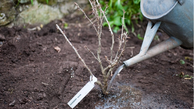 Anleitung zum Anpflanzen von Stachelbeeren im Herbst und zur weiteren Pflege