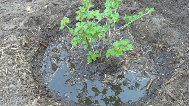 Anleitung zum Anpflanzen von Stachelbeeren im Herbst und zur weiteren Pflege