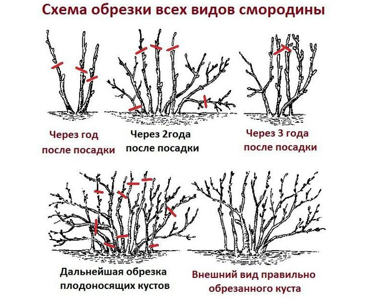 Ръководство за начинаещи за правилното подрязване на касиса през есента