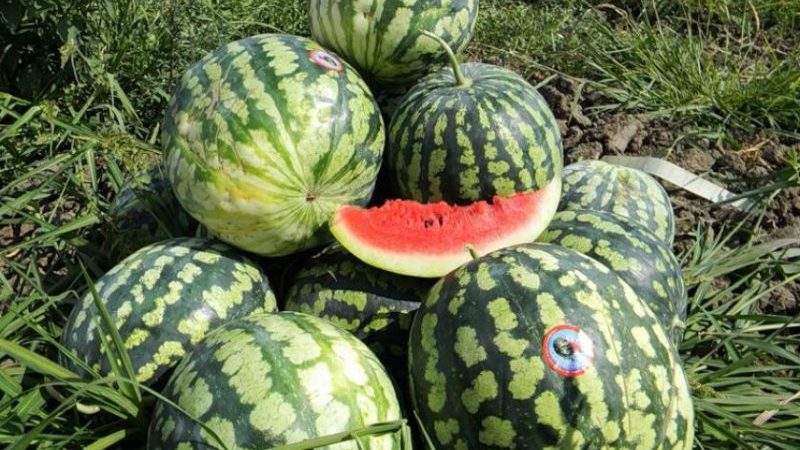 Warum Astrachan-Wassermelone gut ist und warum Bauern sie so lieben