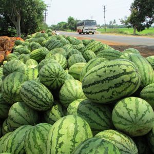 Warum Astrachan-Wassermelone gut ist und warum Bauern sie so lieben