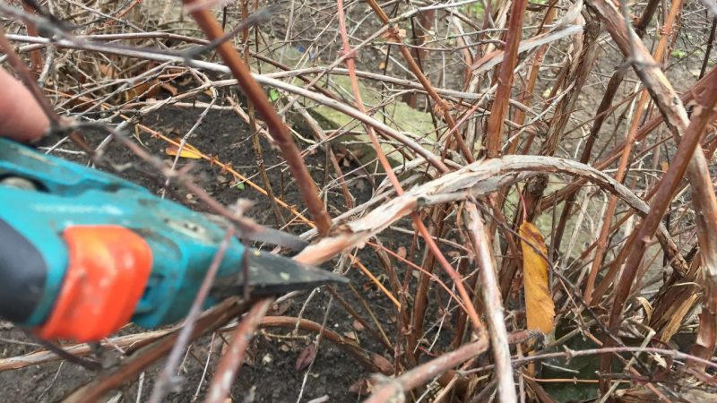 Geißblattpflegeschritte im Herbst zur Vorbereitung auf den Winter