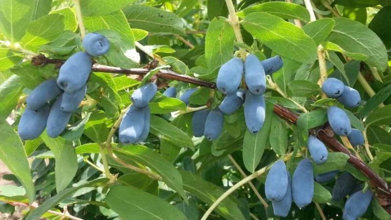 Geißblattpflegeschritte im Herbst zur Vorbereitung auf den Winter