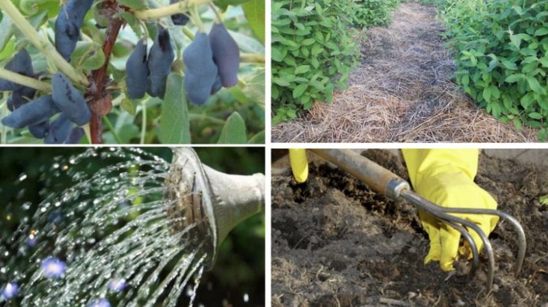 Geißblattpflegeschritte im Herbst zur Vorbereitung auf den Winter