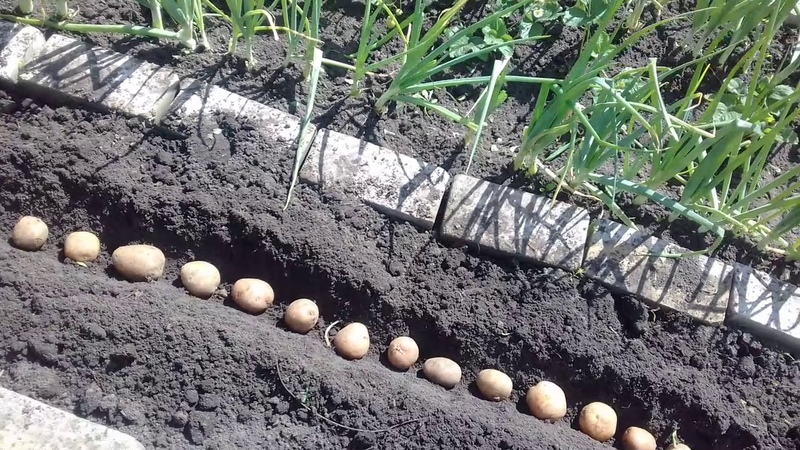 Was sollte die Pflanztiefe von Kartoffeln sein, wovon es abhängt und was es beeinflusst