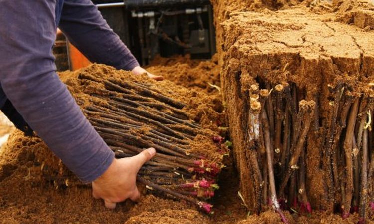 Bewährte Möglichkeiten, Weinstecklinge im Winter zu lagern und vor dem Pflanzen zu überprüfen