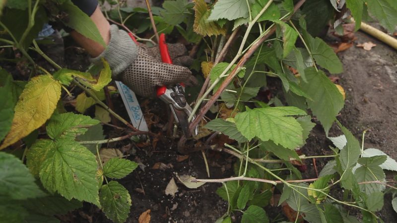 Einfache und verständliche Anleitung zum Beschneiden restlicher Himbeeren im Herbst für Anfänger