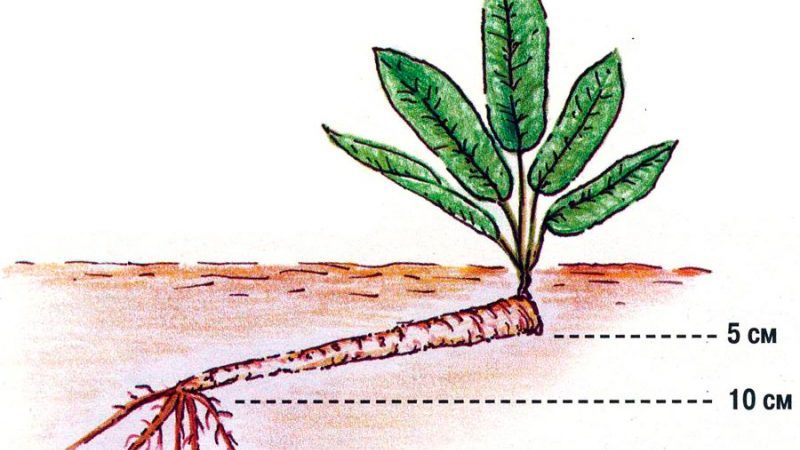 Schritt-für-Schritt-Anleitung zum Anpflanzen von Meerrettich im Herbst für Anfängergärtner