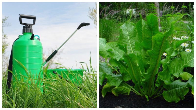 Schritt-für-Schritt-Anleitung zum Anpflanzen von Meerrettich im Herbst für Anfängergärtner