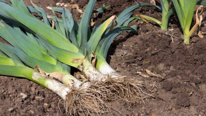 Anleitung zum Anbau von Lauch: Pflanzen und Pflege auf freiem Feld vor dem Winter