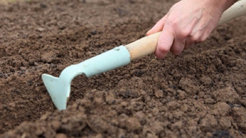 Anleitung zum Anbau von Lauch: Pflanzen und Pflege auf freiem Feld vor dem Winter