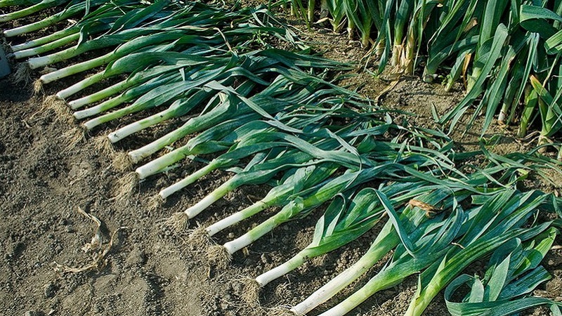 Anleitung zum Anbau von Lauch: Pflanzen und Pflege auf freiem Feld vor dem Winter