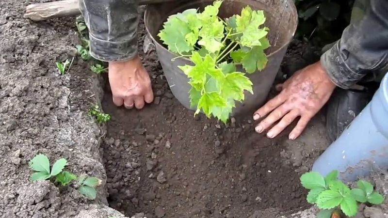 Wie Trauben im Herbst gepflanzt werden sollen