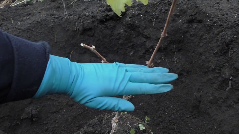 Wie Trauben im Herbst gepflanzt werden sollen